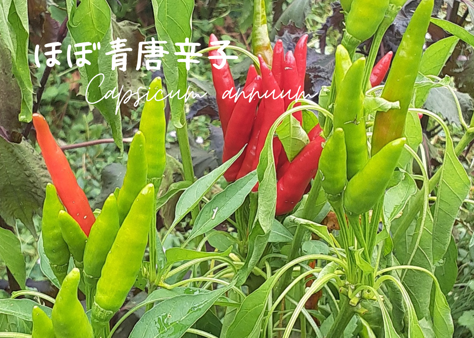 62f597365ff4231a3c8f31c8