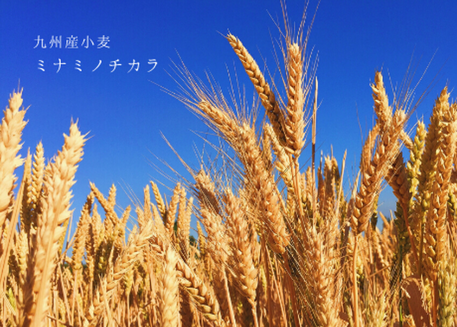 5ea2591f55fa03217f29f8ce