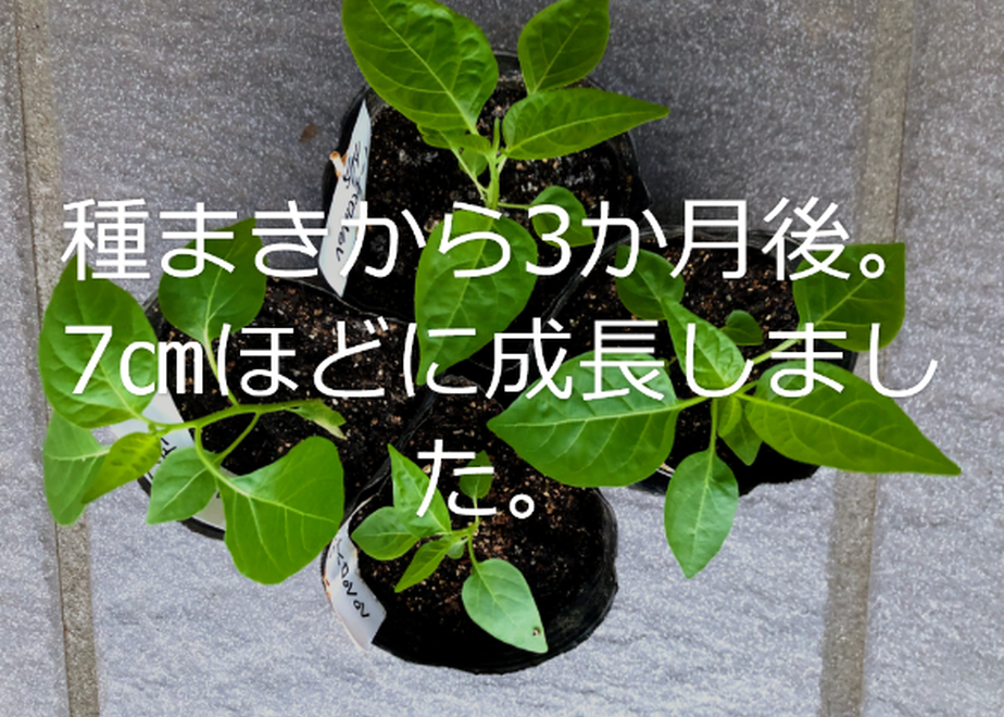 5e4a6331cf327f7f4ed9c924