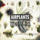 air-plants TENGU-DO