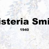 Wisteria Smith