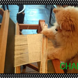 CHAME