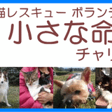 犬猫レスキューボランティアグループin町田 *小さな命を守る会* チャリティーショップ