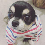 CHIRO FOR DOGLIFE