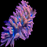 Coral Intelligence Agency