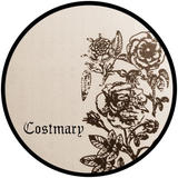 Costmary