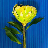 flowerdesign BICOLUT