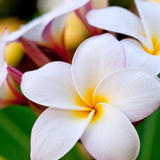 Hawaiian Makana