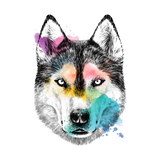 HUSKY GELATO WEB STORE