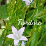 Fioritura (フィオリトゥーラ)