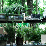 心に風|心と体と魂のための植物