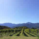Komaki Vineyard Online Store
