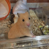 ことのなショップ