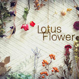 Lotus Flower