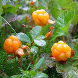 エコ雑貨とリネンのお店 CLOUDBERRY
