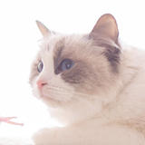 magao-neko