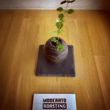 MODERATO ROASTING COFFEE