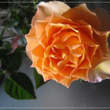 Lapi Rose>> 消ゴムはんこのお店