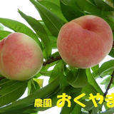 農園おくやま