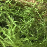 Plants-Axis