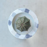 SaiSui Blueplants