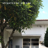 shigatsu no sakana