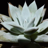 Uebi Plants