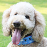 URANTIA DOG