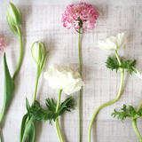 Z-Flower Design+