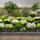 Jimmy DESIGN FLORAL