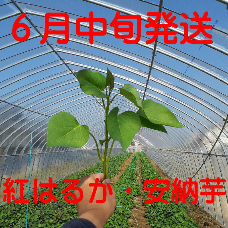 2025年のクリスマスの特別な衣装 紅はるか 200本 切り苗 根菜・豆類・もやし