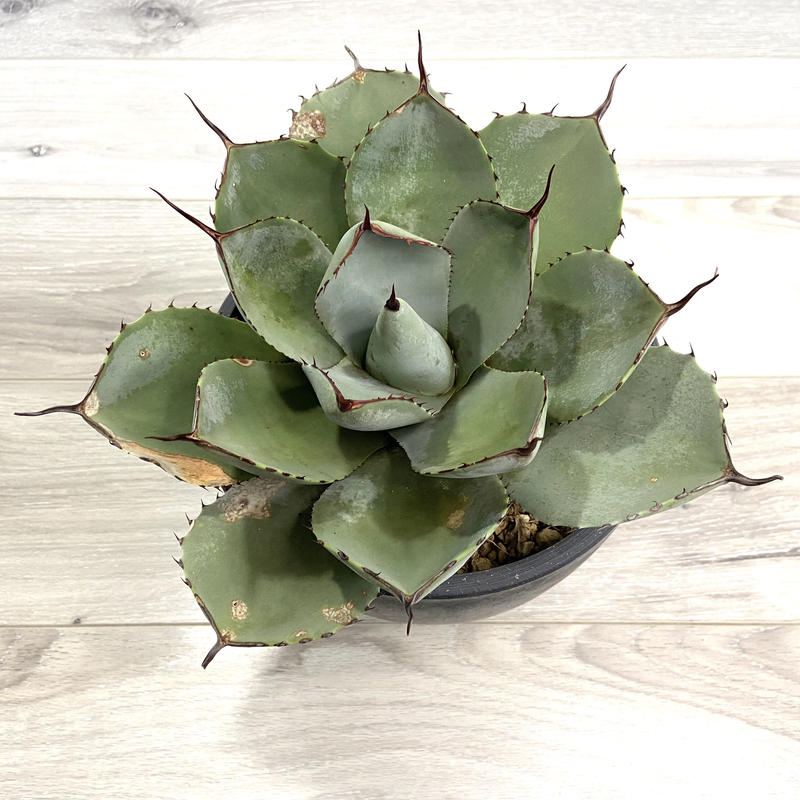 アガベパリートランカータもっこ③ アガベパリートランカータ 30センチオーバー ⑤貴重大株