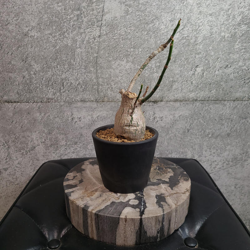 プセウドボンバックス エリプティクム A Curiosity Of Nature