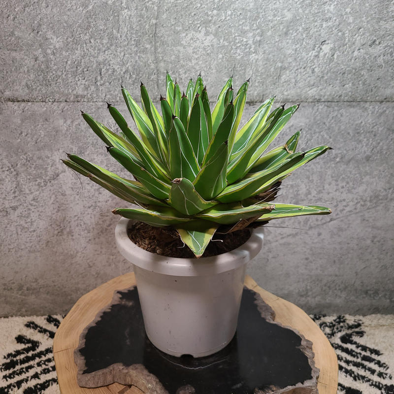 アガベ 笹の雪 鮮明黄色覆輪 A Curiosity Of Nature