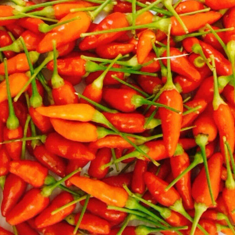 沖縄そばに 手づくりコーレーグースを 沖縄産ピリ辛 島とうがらし無農薬６０g100粒以上