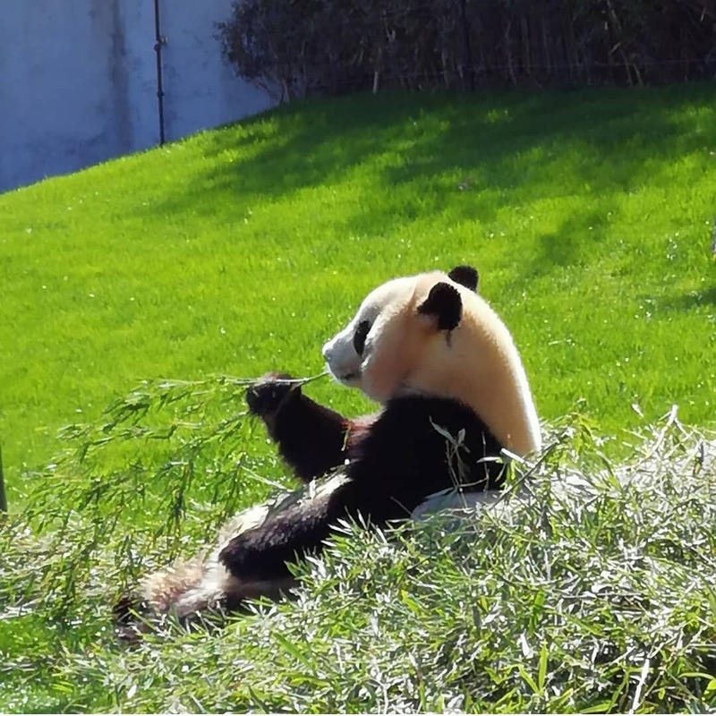 ハッピーパンダ Dreaming 送料無料 アトリエ魔法ウサギ