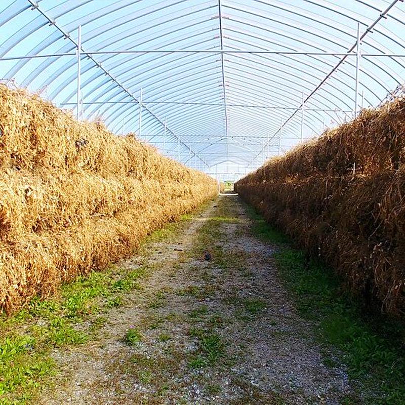 殻付き落花生 てんぴっぴ 大粒サイズ アグリアライアンス ストア