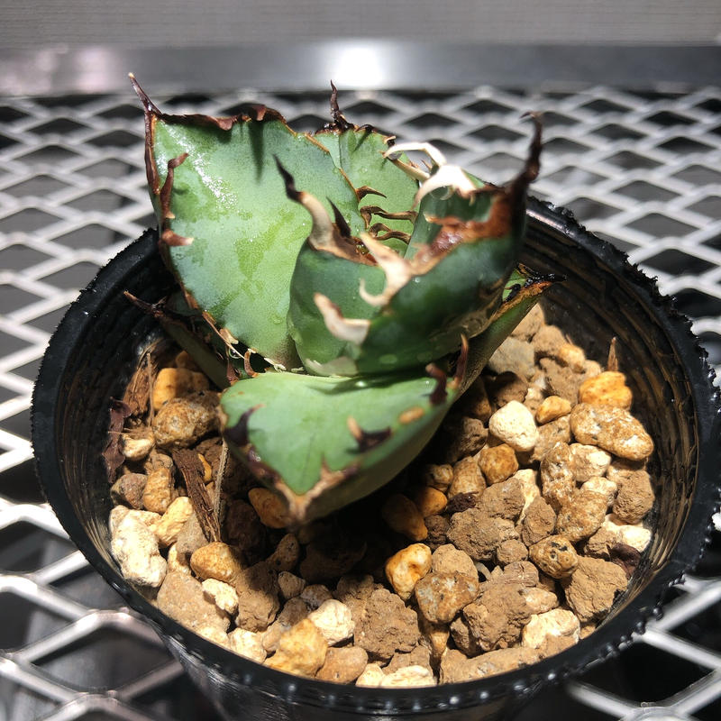 現品限り一斉値下げ! アガベ チタノタ 黒鯨 015 Agave titanota black