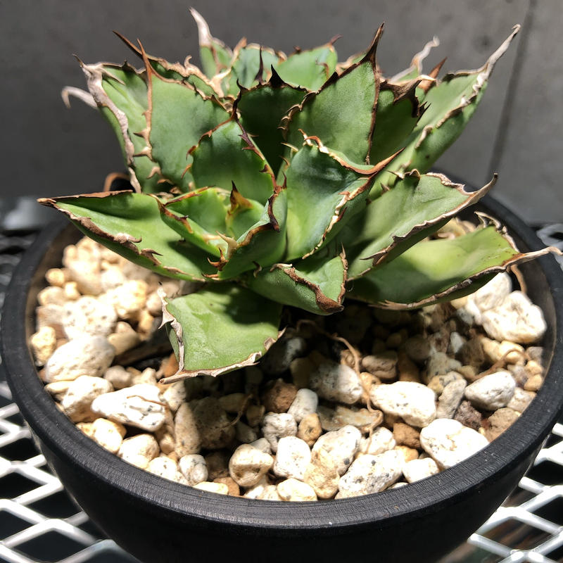 激安特価 Agave titanota filigree中株 フィリグリー アガベチタノタ