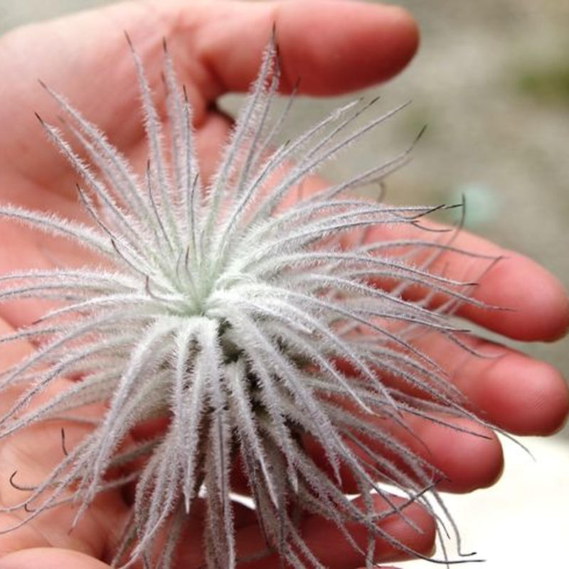 テクトラム Air Plants Tengu Do