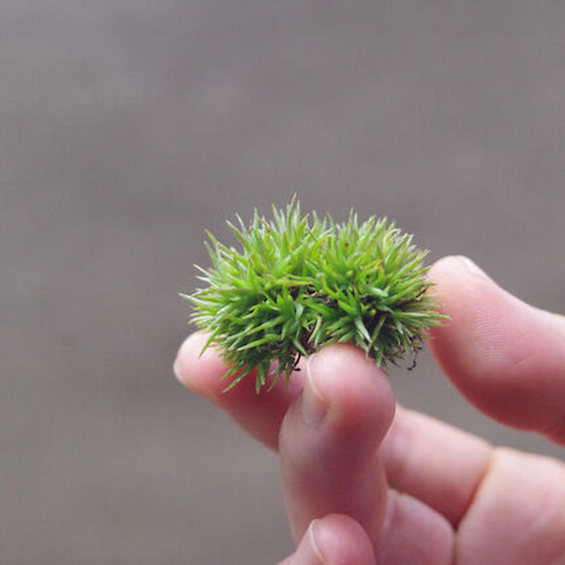 アエラントス テディベア 11号 Air Plants Tengu Do