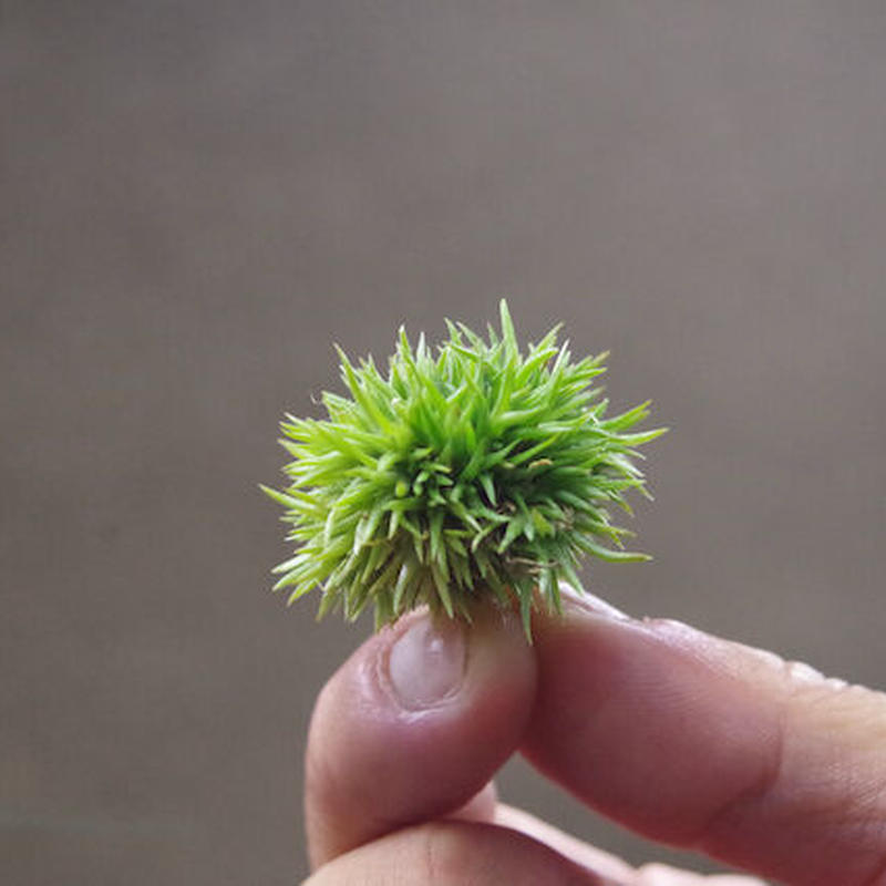 アエラントス テディベア 06号 Air Plants Tengu Do