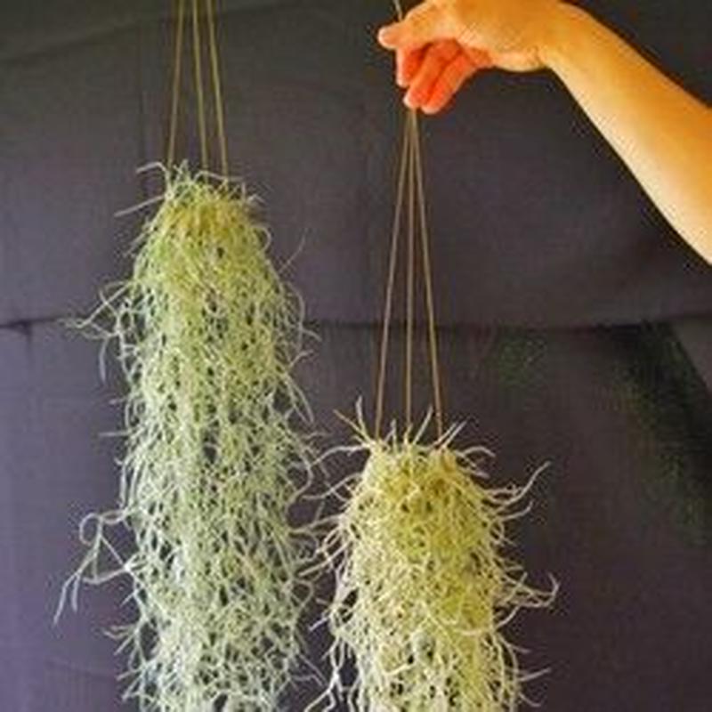 ウスネオイデス 専用ハンガー Air Plants Tengu Do