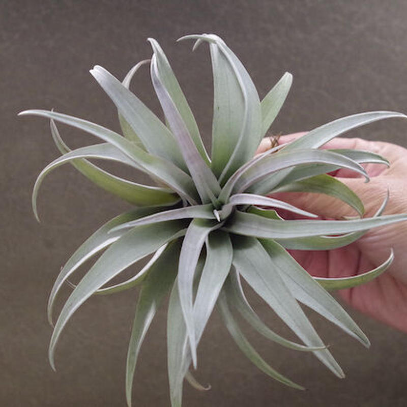 カピタータ イエロースター 19号 Air Plants Tengu Do