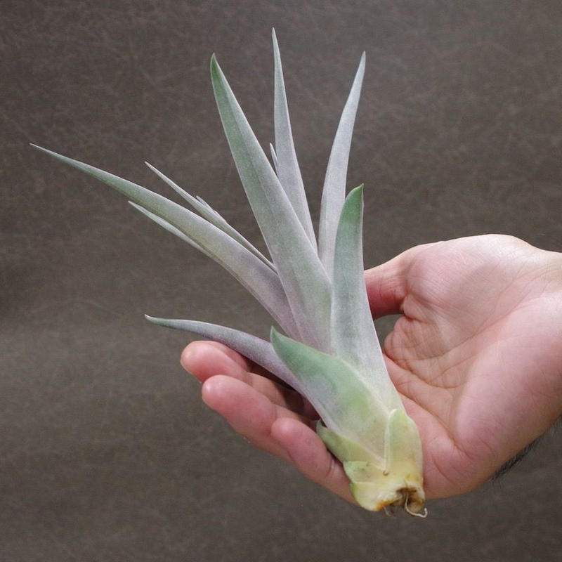 クールーラ 01号 コンコロール X フラベラータ 01号 Air Plants Te