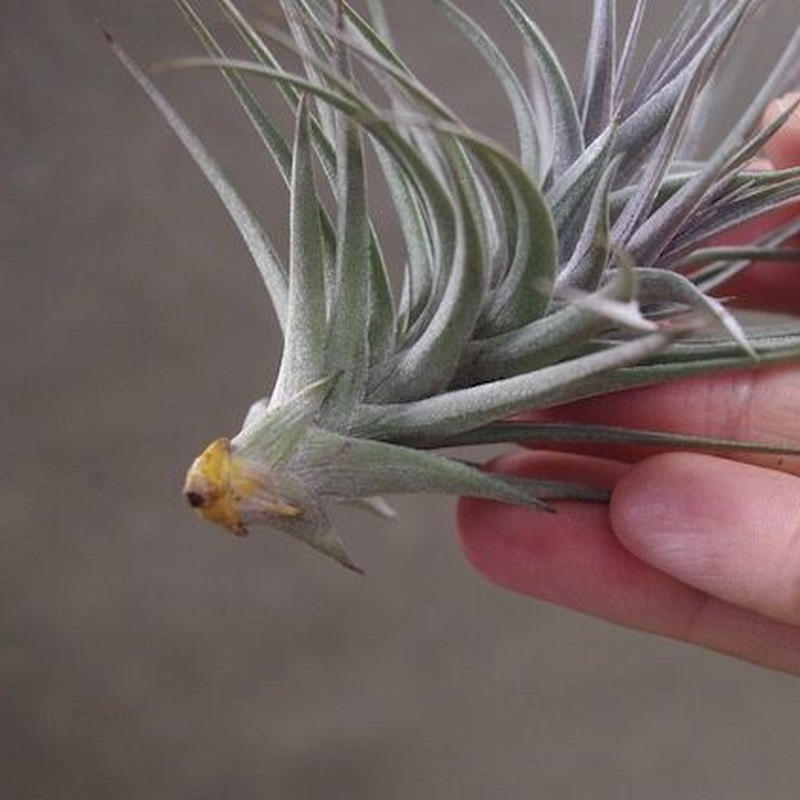 アエラントス ニグラ 01号 Air Plants Tengu Do