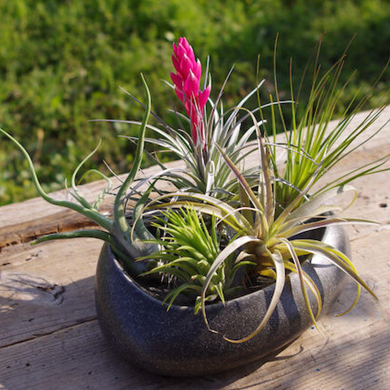 エアープランツ 店長おすすめ お買い得 ５株セット Air Plants Tengu Do