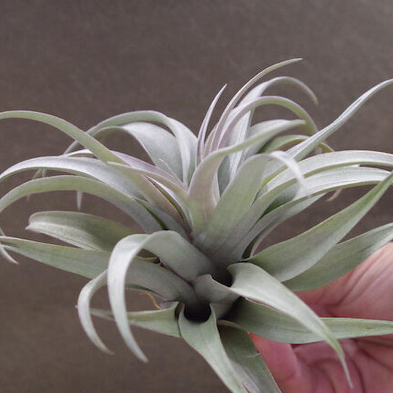 カピタータ イエロースター 19号 Air Plants Tengu Do