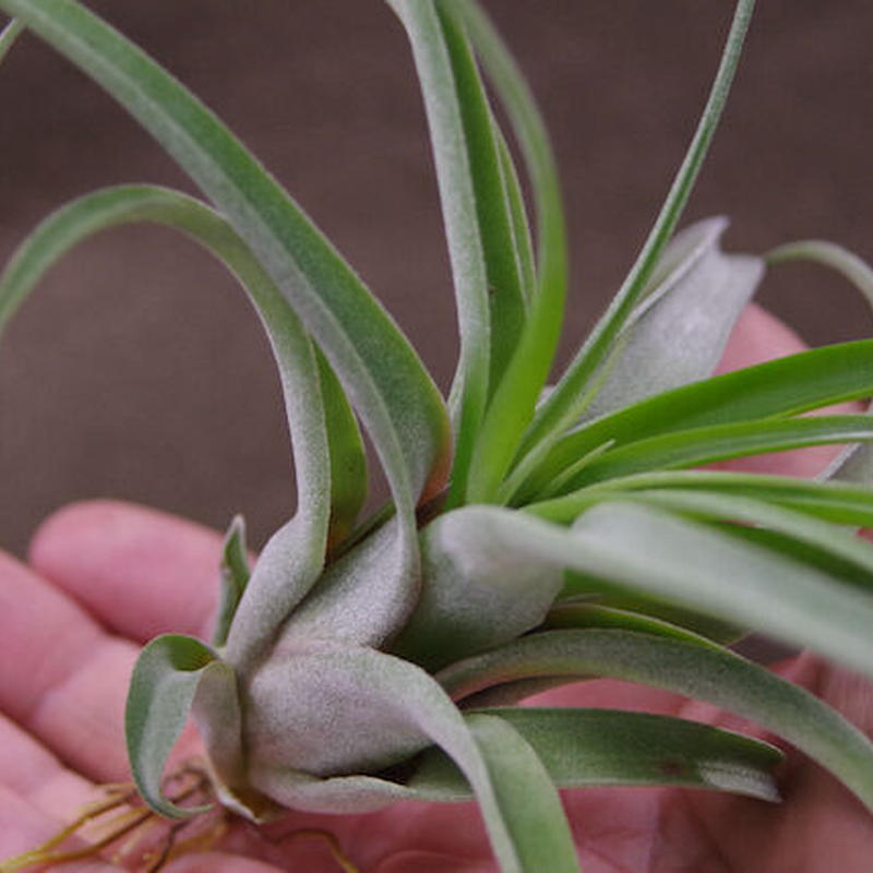 ブラキカウロス セレクタ ストレプトフィラ 02号 Air Plants Tengu Do