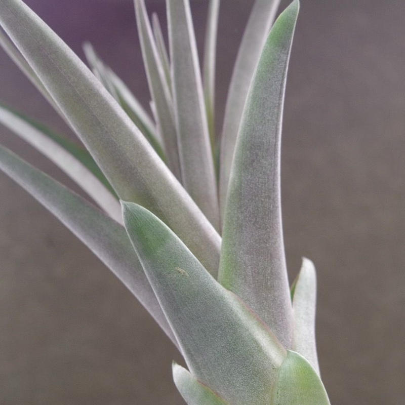 クールーラ 01号 コンコロール X フラベラータ 01号 Air Plants Te